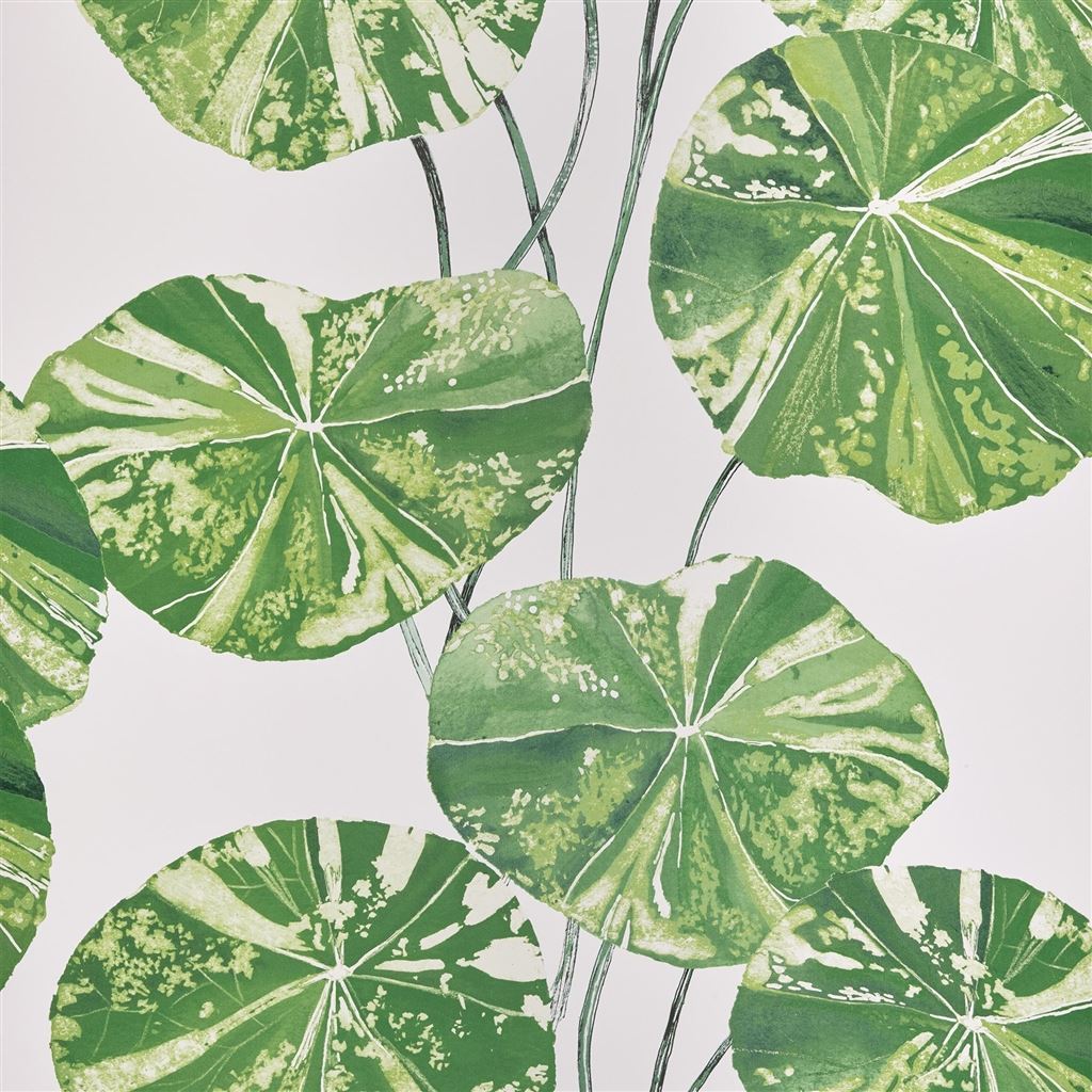 Brahmi Leaf Wallpaper