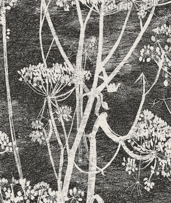 Cow Parsley 3 The Contemporary Collection