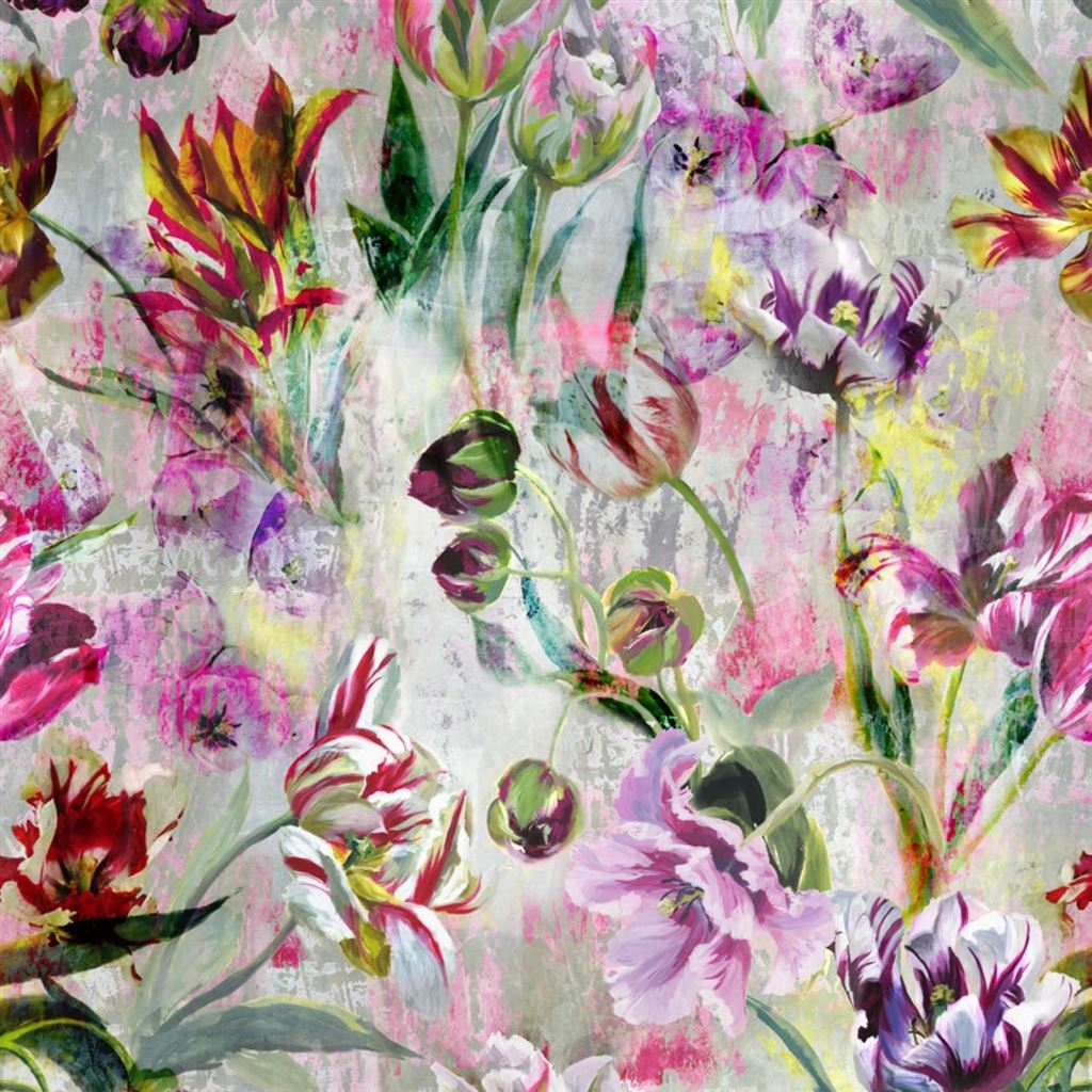 Tulipa Stellata Fuchsia Wallpaper